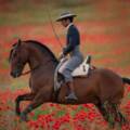 Caballo Cartujano: la historia viva de una estirpe del PRE