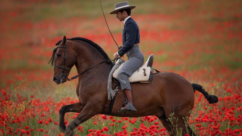 Caballo Cartujano montado por un jinete en un campo de amapolas