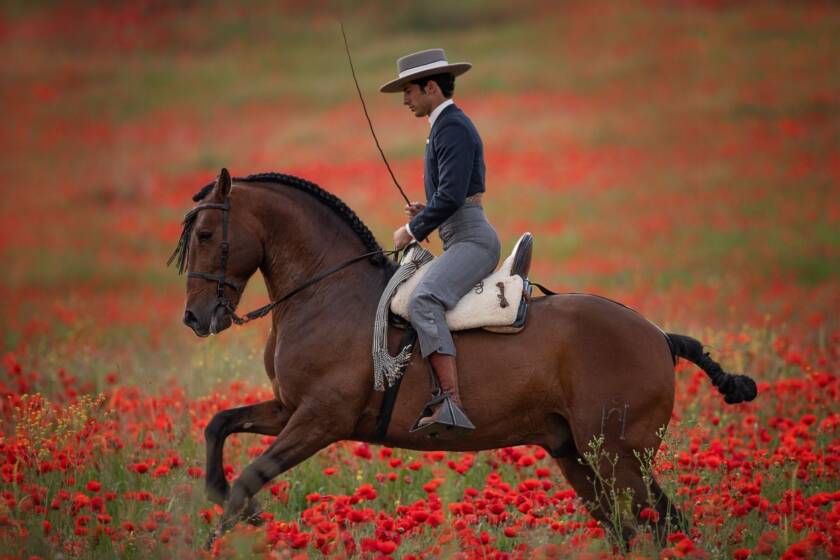 Caballo Cartujano montado por un jinete en un campo de amapolas