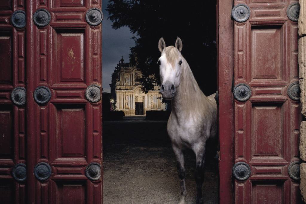 Caballo Cartujano tordo ante la entrada del monasterio de La Cartuja