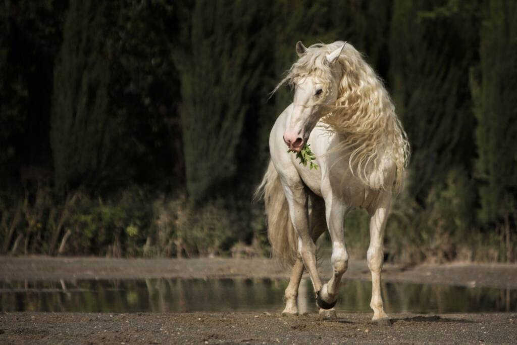 Caballo Cartujano tordo junto a un estanque