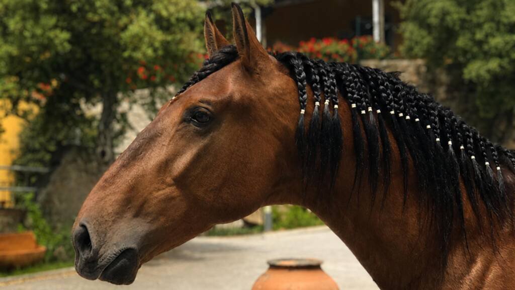 Clic Horse