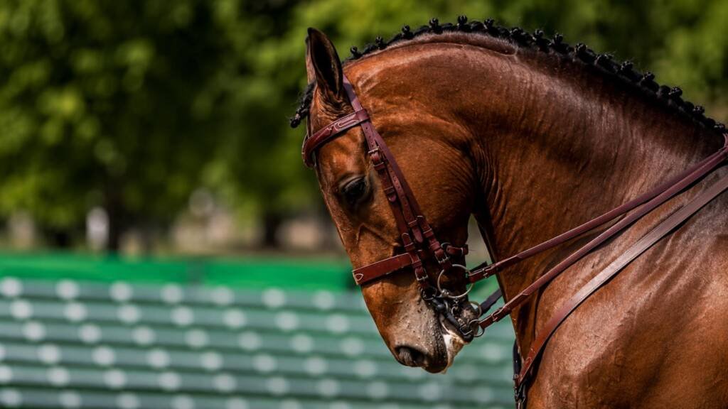 Clic Horse