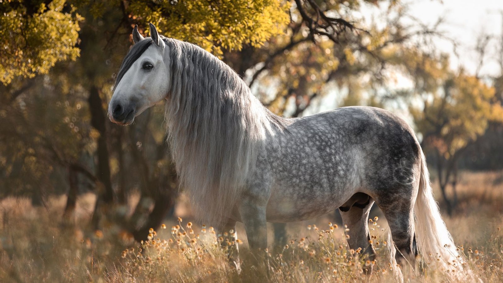 Caballos PRE Clic Horse