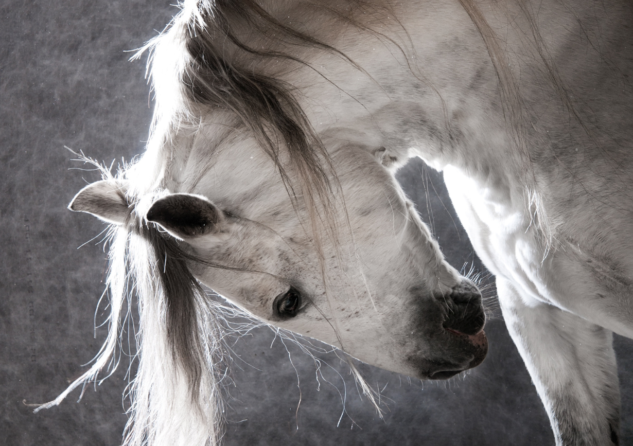 Caballos PRE Clic Horse