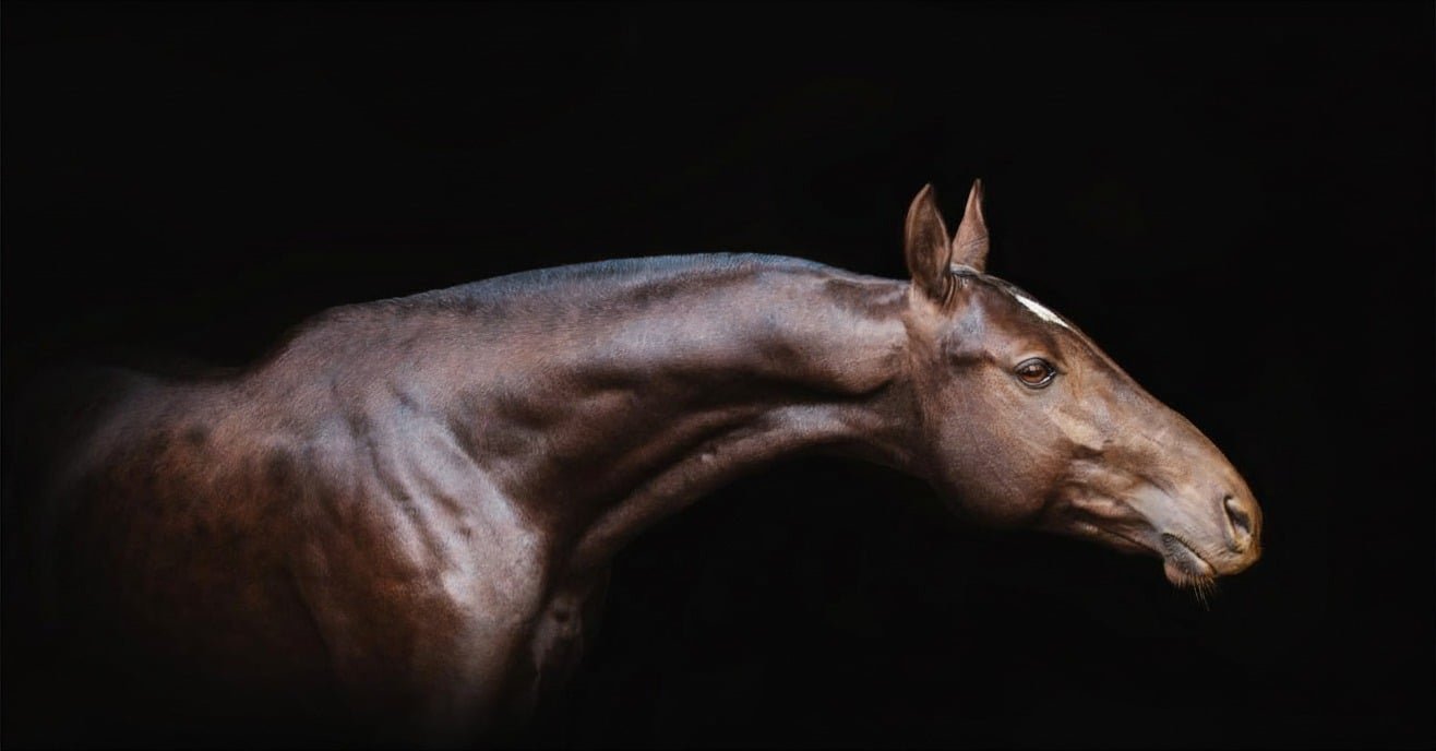 Clic Horse Servicios Marketing