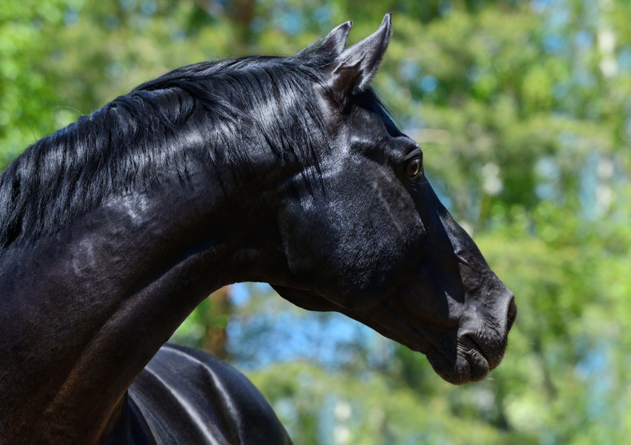 Google Ads y Social Ads Clic Horse