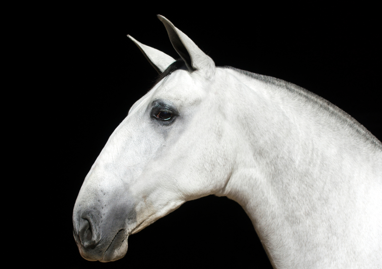 SEO y contenidos orgánicos Clic Horse