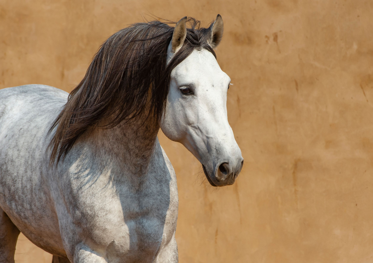 Desarrollo y mantenimiento web